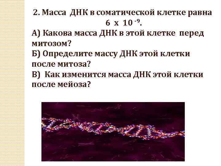 2. Масса ДНК в соматической клетке равна 6 х 10 -9. А) Какова масса