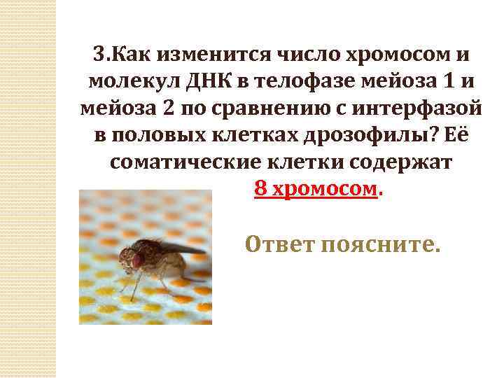 3. Как изменится число хромосом и молекул ДНК в телофазе мейоза 1 и мейоза
