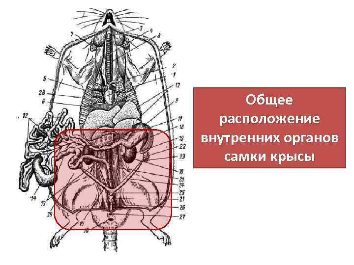 Общее расположение. Топография внутренних органов крысы. Общая топография внутренних органов самца крысы. Расположение внутренних органов крысы. Общее расположение внутренних органов самки крысы.