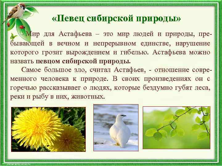  «Певец сибирской природы» Мир для Астафьева – это мир людей и природы, пребывающей