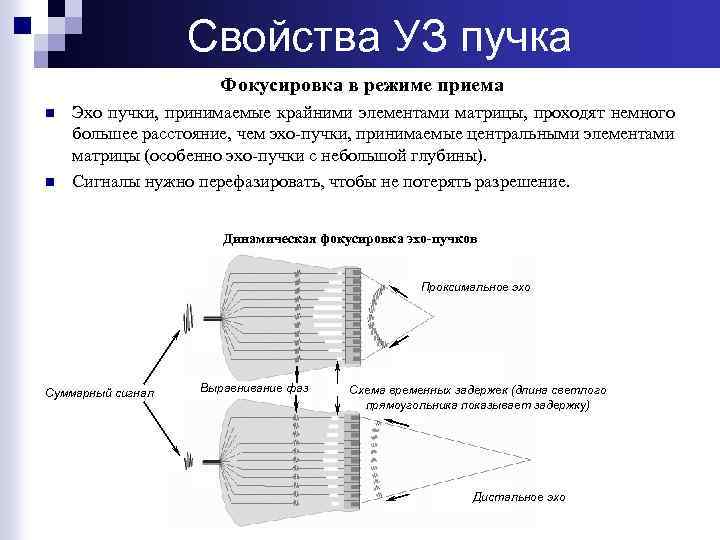 Свойства УЗ пучка Фокусировка в режиме приема n n Эхо пучки, принимаемые крайними элементами