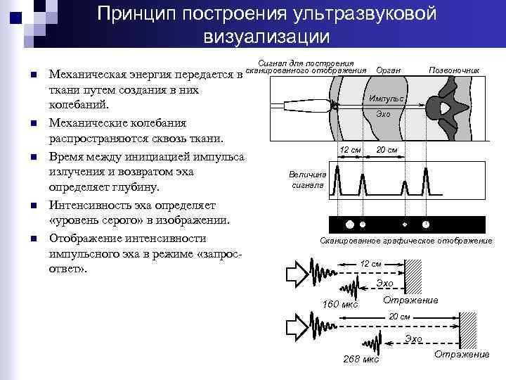 Принцип построения ультразвуковой визуализации n n n Сигнал для построения сканированного отображения Механическая энергия
