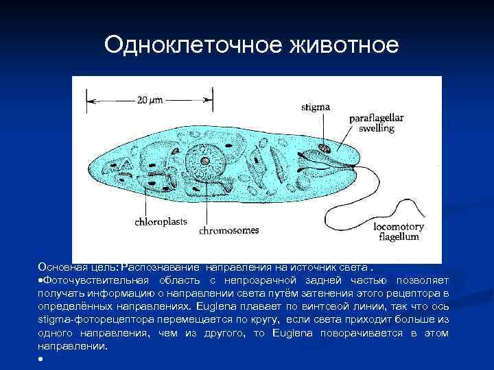 Одноклеточное животное Основная цель: Распознавание направления на источник света. Фоточувствительная область с непрозрачной задней