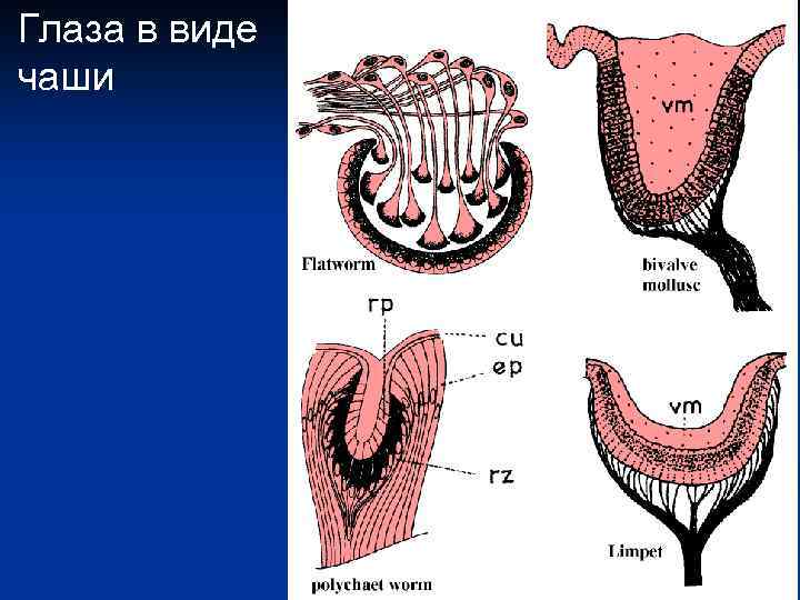 Глаза в виде чаши 