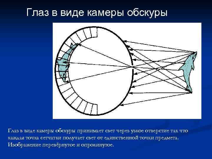 Глаз в виде камеры обскуры принимает свет через узкое отверстие так что каждая точка