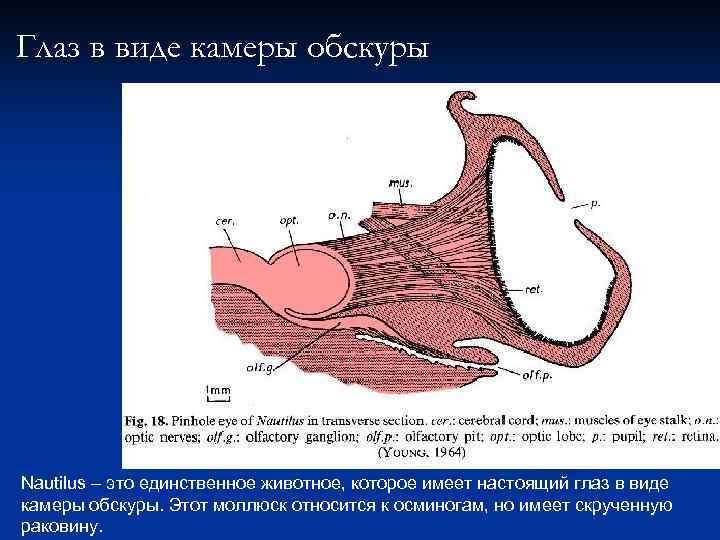 Глаз в виде камеры обскуры Nautilus – это единственное животное, которое имеет настоящий глаз