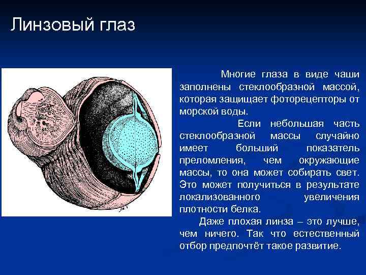 Линзовый глаз Многие глаза в виде чаши заполнены стеклообразной массой, которая защищает фоторецепторы от