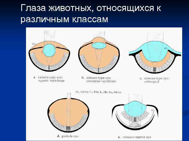 Глаза животных, относящихся к различным классам 