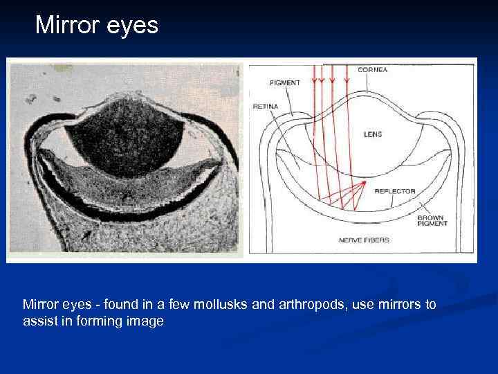 Mirror eyes - found in a few mollusks and arthropods, use mirrors to assist