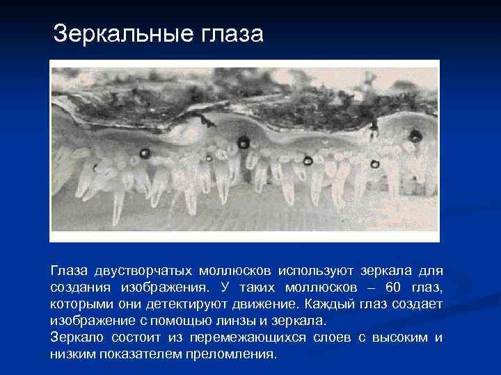 Зеркальные глаза Глаза двустворчатых моллюсков используют зеркала для создания изображения. У таких моллюсков –