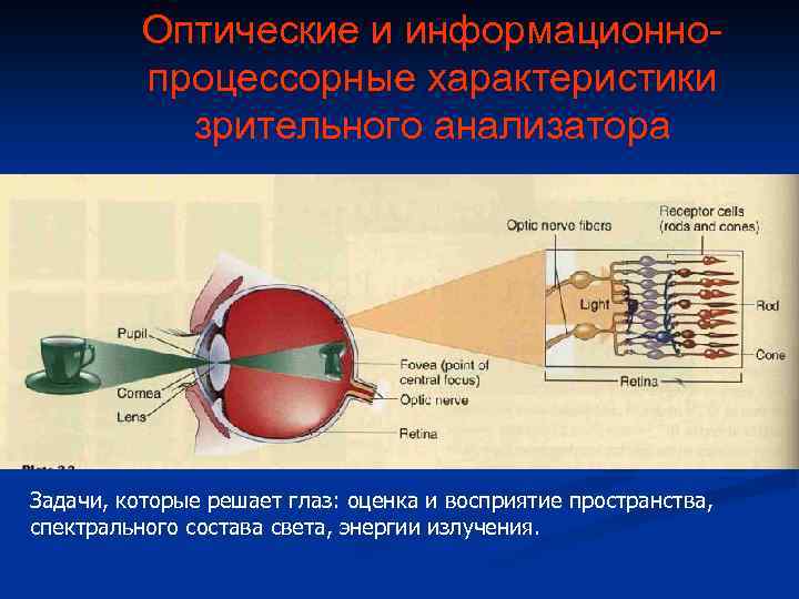 Оптические и информационнопроцессорные характеристики зрительного анализатора Задачи, которые решает глаз: оценка и восприятие пространства,