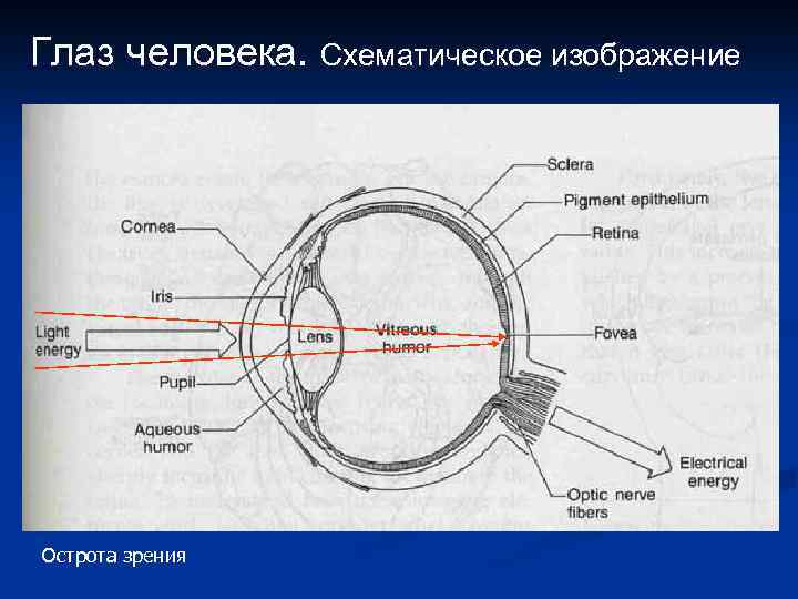 Глаз человека. Схематическое изображение Острота зрения 