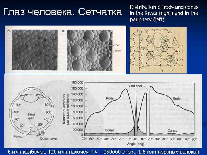 Глаз человека. Сетчатка Distribution of rods and cones in the fovea (right) and in