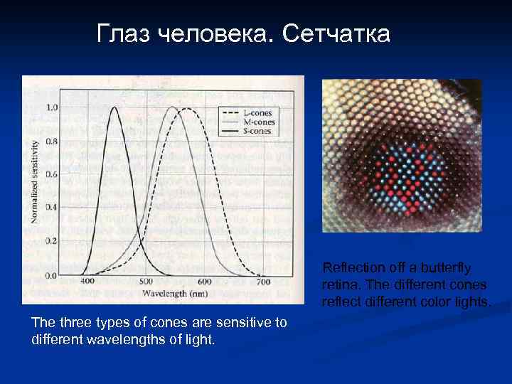 Глаз человека. Сетчатка Reflection off a butterfly retina. The different cones reflect different color