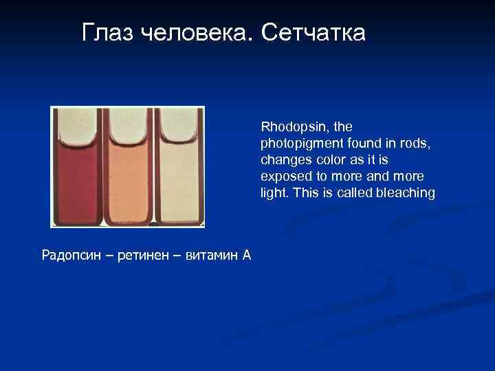 Глаз человека. Сетчатка Rhodopsin, the photopigment found in rods, changes color as it is