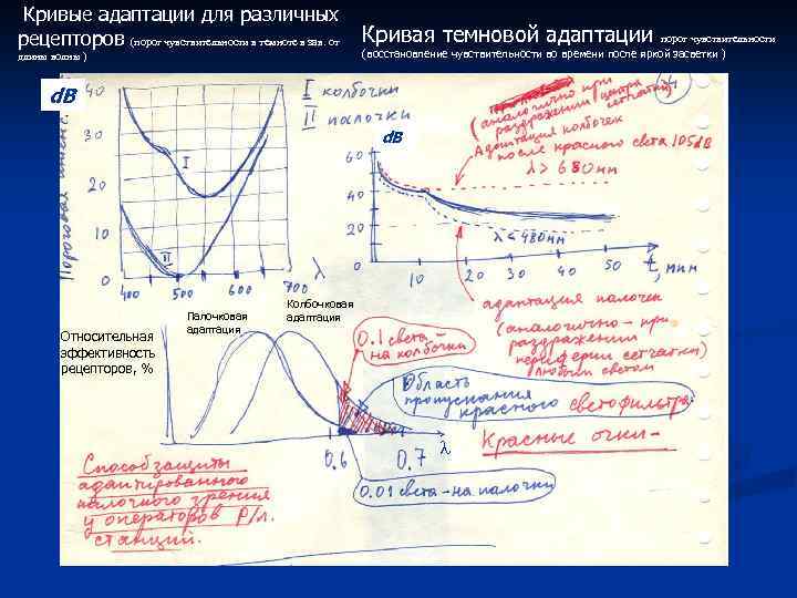 Кривые адаптации для различных рецепторов (порог чувствительности в темноте в зав. от длины волны