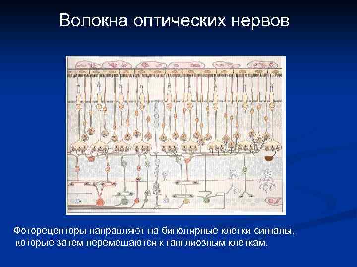 Волокна оптических нервов Фоторецепторы направляют на биполярные клетки сигналы, которые затем перемещаются к ганглиозным