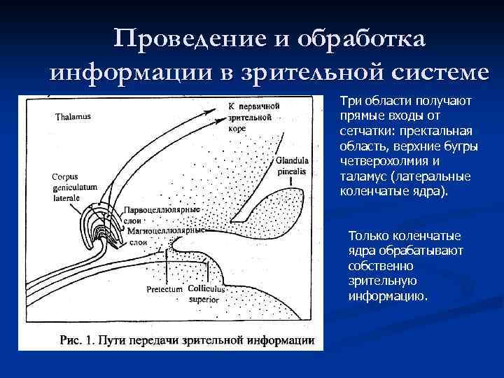 Проведение и обработка информации в зрительной системе Три области получают прямые входы от сетчатки: