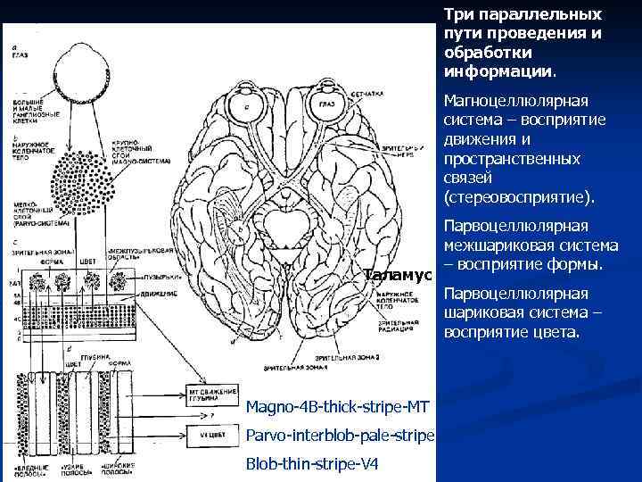 Три параллельных пути проведения и обработки информации. Магноцеллюлярная система – восприятие движения и пространственных