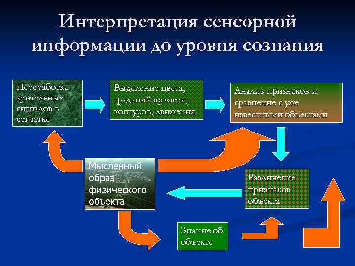Интерпретация сенсорной информации до уровня сознания Переработка зрительных сигналов в сетчатке Выделение цвета, градаций
