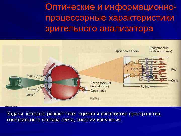 Анализатор в оптической системе. Обработки информации в зрительном анализаторе. Последовательность обработки информации в зрительном анализаторе. Обрабатываемая информация Зрительная.