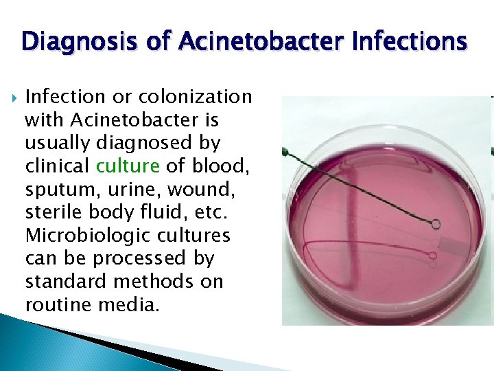 Diagnosis of Acinetobacter Infections Infection or colonization with Acinetobacter is usually diagnosed by clinical