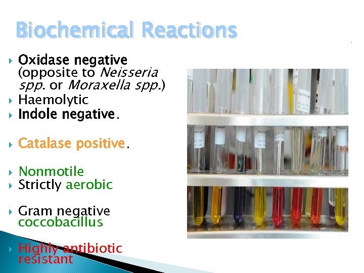 Biochemical Reactions Oxidase negative (opposite to Neisseria spp. or Moraxella spp. ) Haemolytic Indole