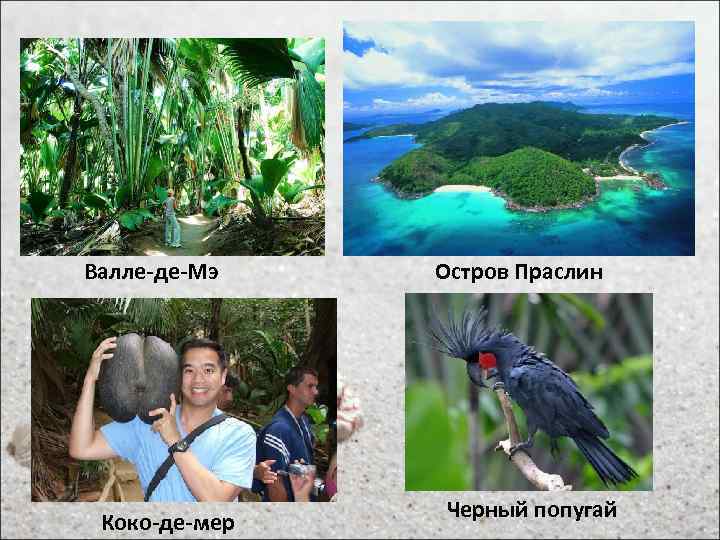 Валле-де-Мэ Коко-де-мер Остров Праслин Черный попугай 