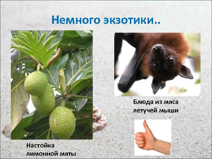 Немного экзотики. . Блюда из мяса летучей мыши Настойка лимонной мяты 