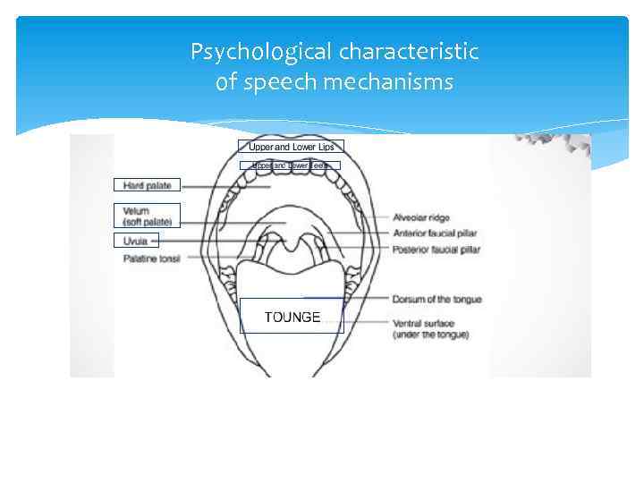 Psychological characteristic of speech mechanisms 