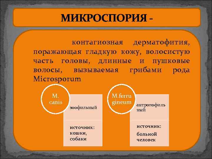 МИКРОСПОРИЯ контагиозная дерматофития, поражающая гладкую кожу, волосистую часть головы, длинные и пушковые волосы, вызываемая