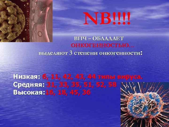 NB!!!! ВПЧ – ОБЛАДАЕТ ОНКОГЕННОСТЬЮ… выделяют 3 степени онкогенности: Низкая: 6, 11, 42, 43,