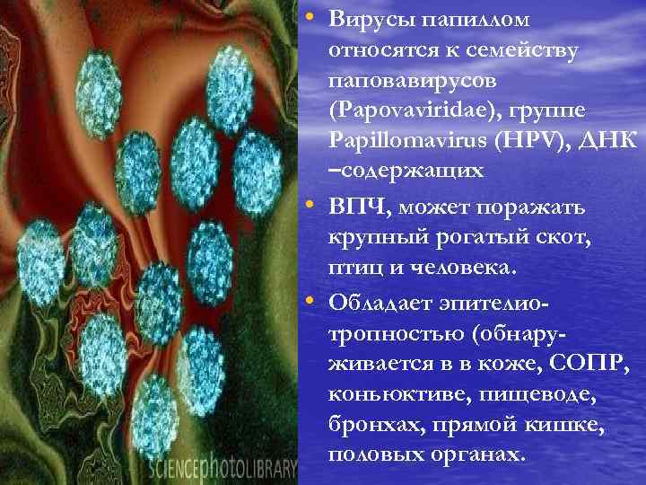  • Вирусы папиллом • • относятся к семейству паповавирусов (Papovaviridae), группе Papillomavirus (HPV),