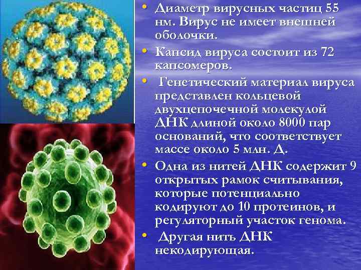  • Диаметр вирусных частиц 55 • • нм. Вирус не имеет внешней оболочки.