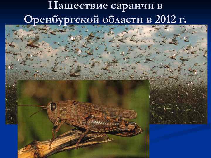 Нашествие саранчи в Оренбургской области в 2012 г. 