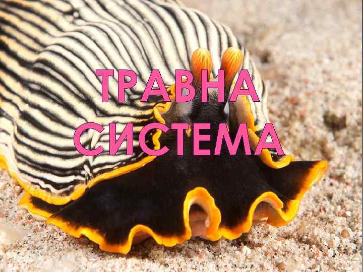 ТРАВНА СИСТЕМА 