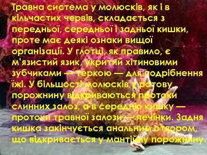 Травна система у молюсків, як і в кільчастих червів, складається з передньої, середньої і