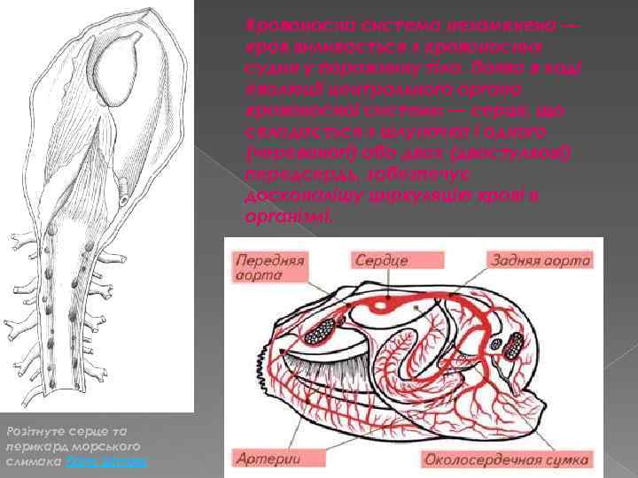 Кровоносна система незамкнена — кров виливається з кровоносних судин у порожнину тіла. Поява в