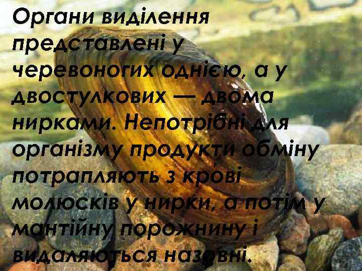 Органи виділення представлені у черевоногих однією, а у двостулкових — двома нирками. Непотрібні для