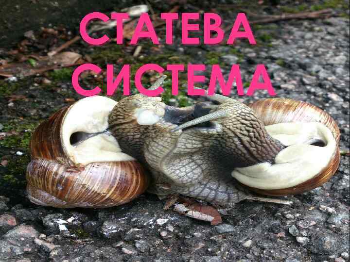 СТАТЕВА СИСТЕМА 