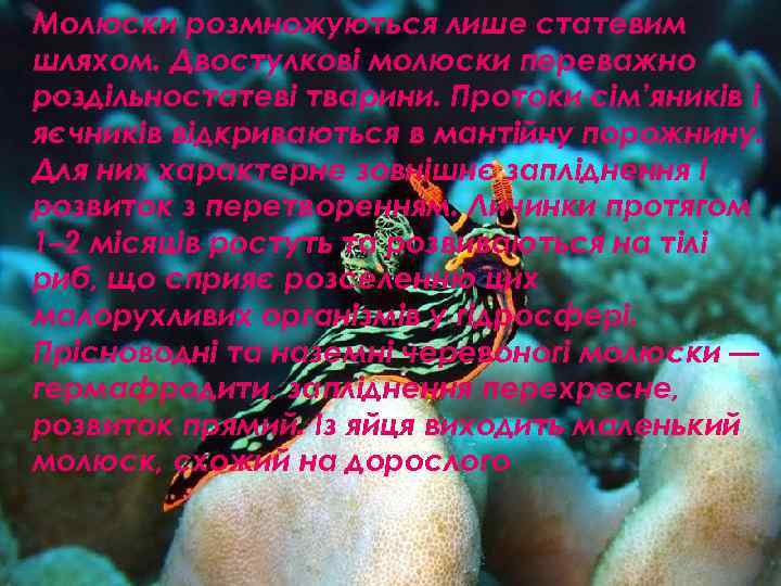 Молюски розмножуються лише статевим шляхом. Двостулкові молюски переважно роздільностатеві тварини. Протоки сім’яників і яєчників