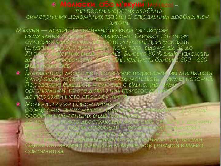  Молю ски, або м'якуни (Mollusca) — тип первинноротих двобічносиметричних целомічних тварин зі спіральним