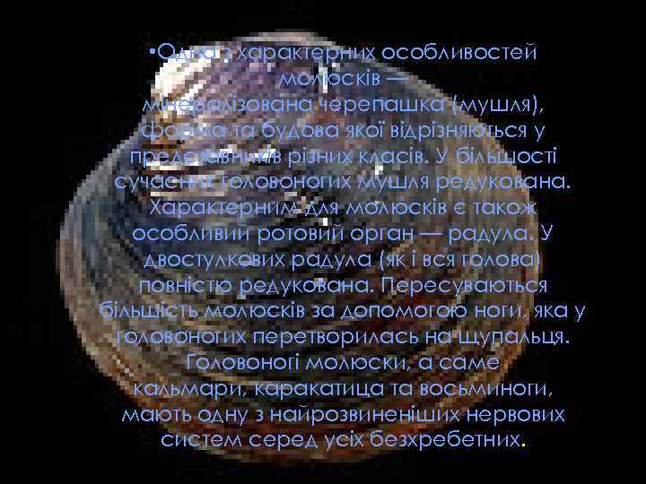  • Одна з характерних особливостей молюсків — мінералізована черепашка (мушля), форма та будова