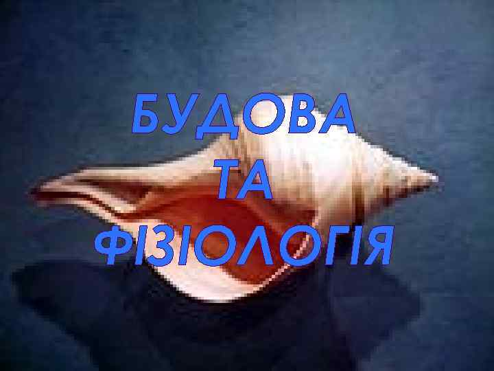 БУДОВА ТА ФІЗІОЛОГІЯ 