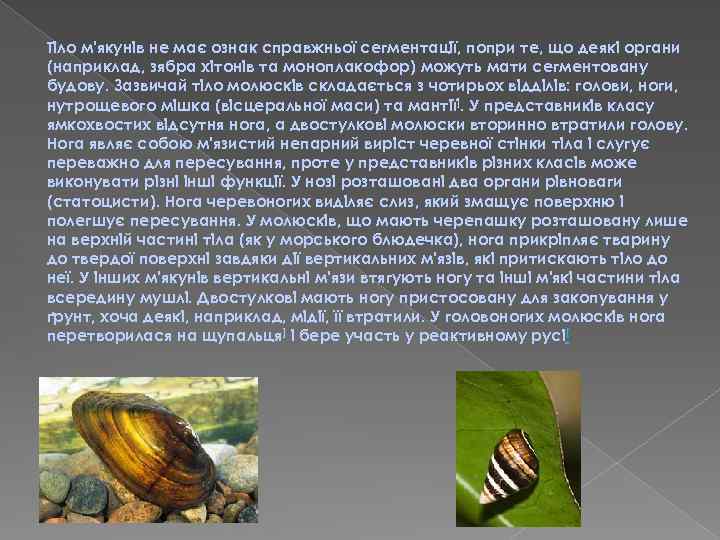 Тіло м'якунів не має ознак справжньої сегментації, попри те, що деякі органи (наприклад, зябра