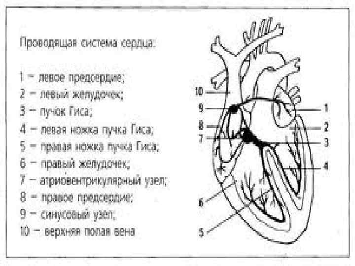 Проводящая система рисунок. Проводящая система сердца пучок Гиса. Строение сердца пучок Гиса. Проводящая система сердца ножки пучка Гиса. Строение пучка Гиса.