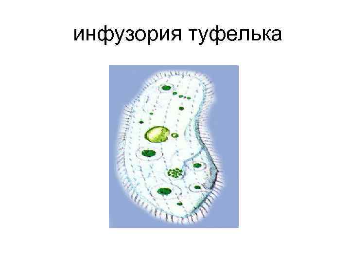 Инфузория туфелька простейшие. Одноклеточные инфузория туфелька. Многоклеточные инфузории. Инфузория туфелька форма тела. Инфузория туфелька ЕГЭ.