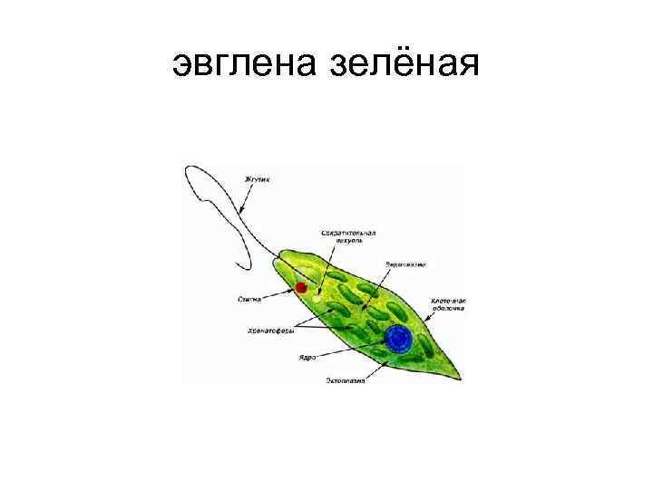 Схема эвглены зеленой