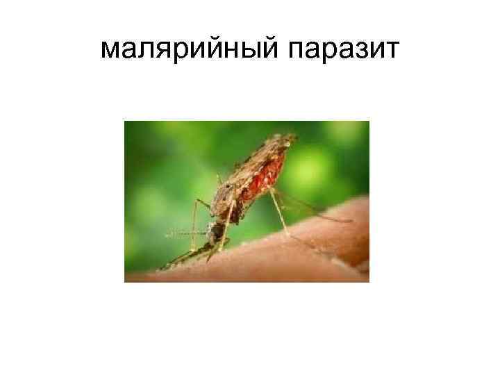 малярийный паразит 