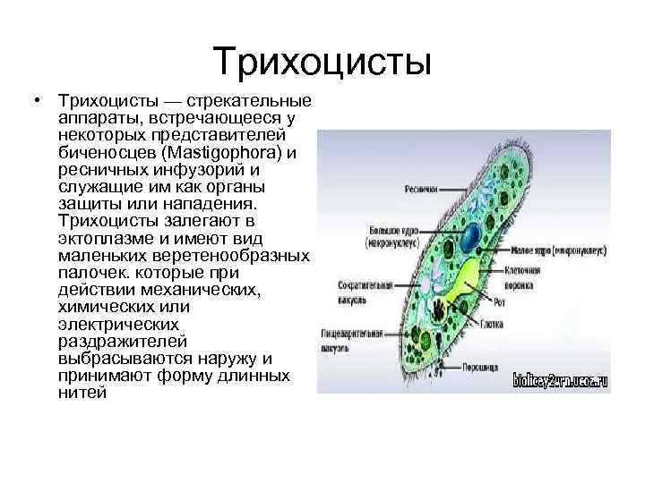 Какую функцию выполняет инфузория туфелька